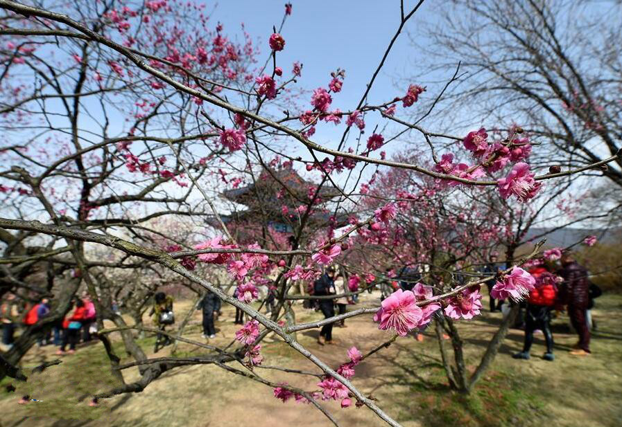 2016南京国际梅花节开幕