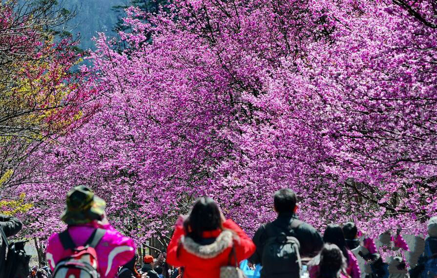 台湾初春赏樱花 美不胜收